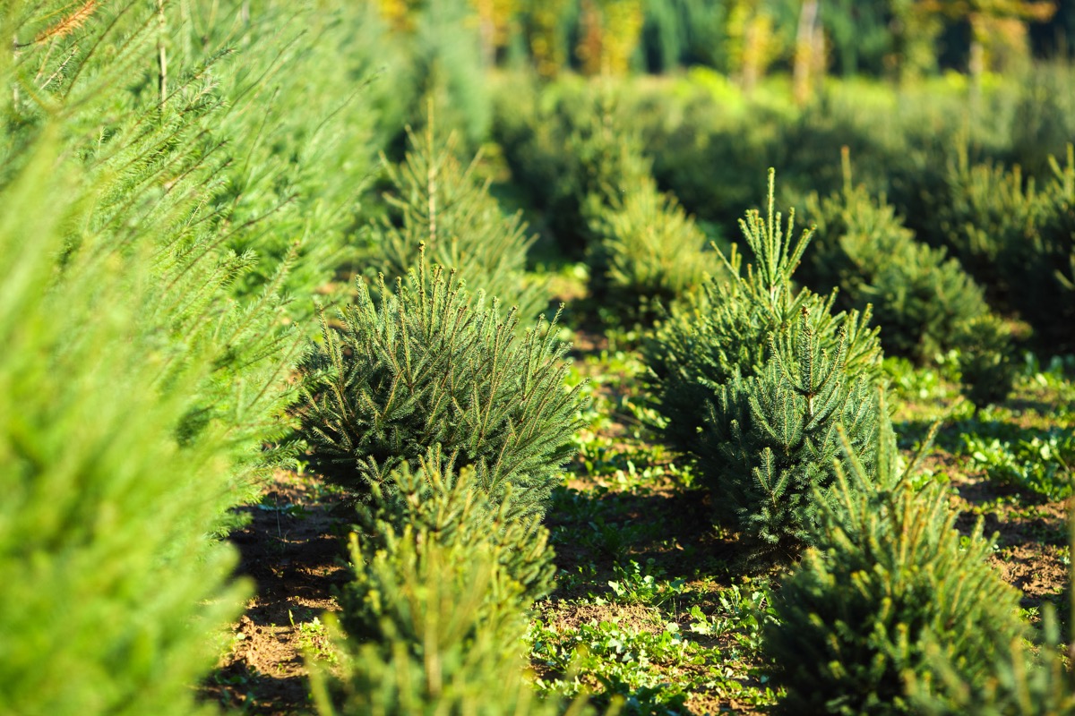 christmas trees growing in a field