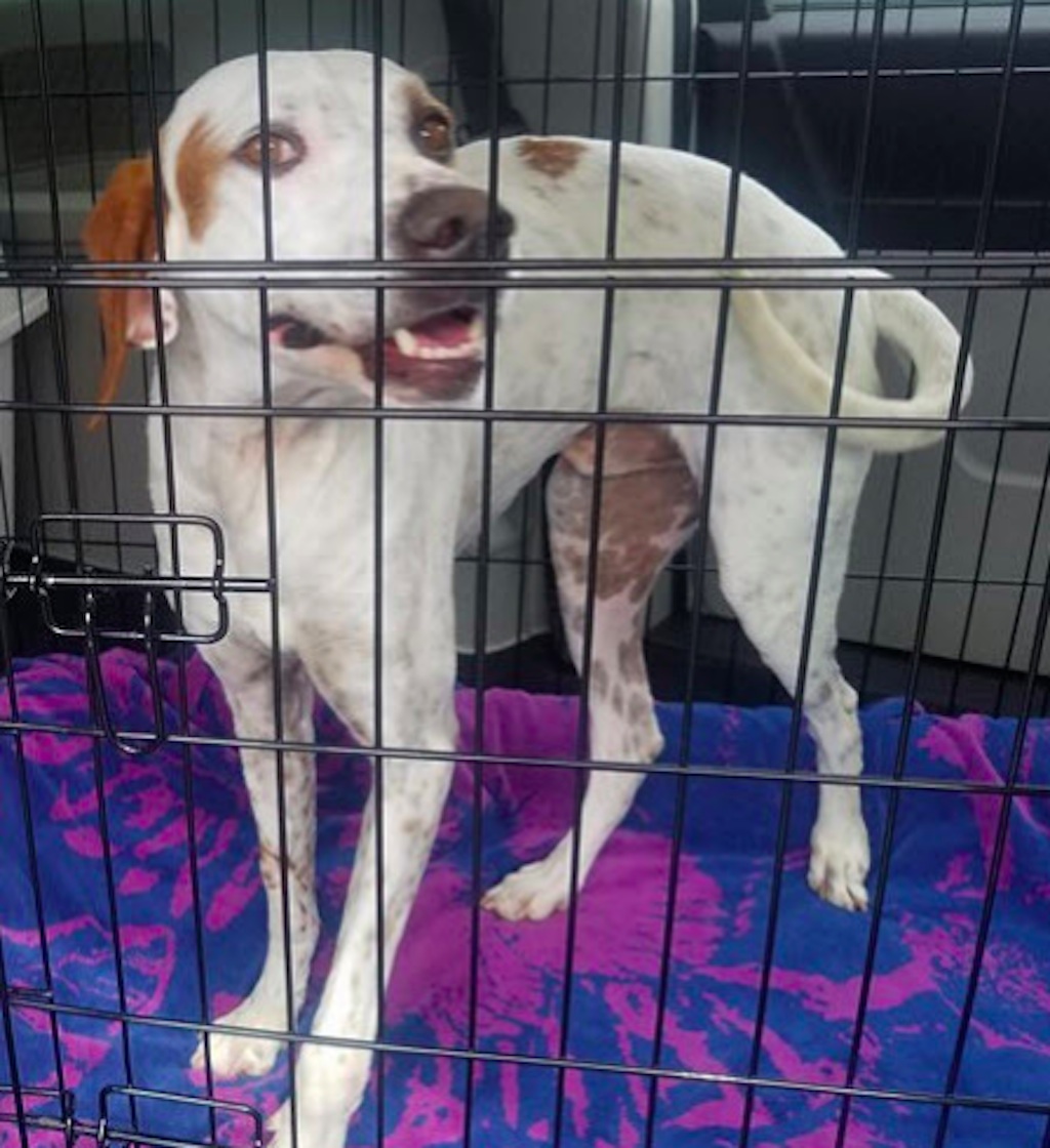 dogs who need homes