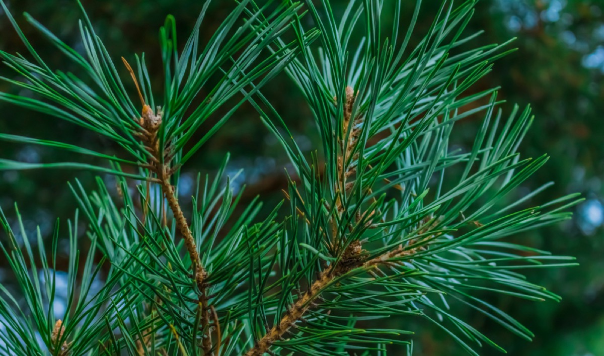 winter decorations