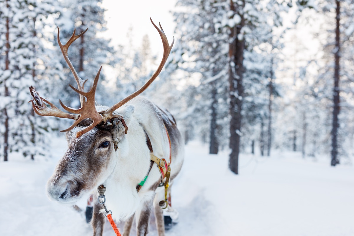 reindeer santa facts
