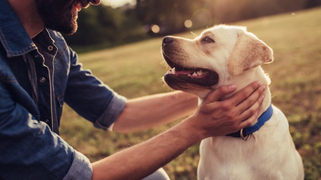 dogs are (not) the best
