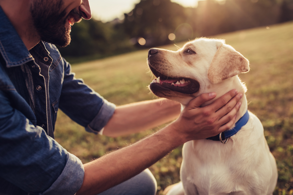 dogs are (not) the best