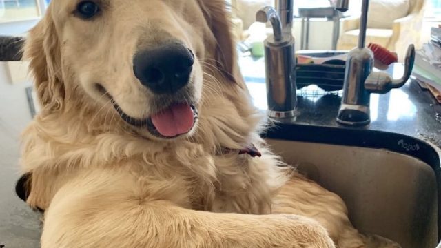 franklin the golden retriever