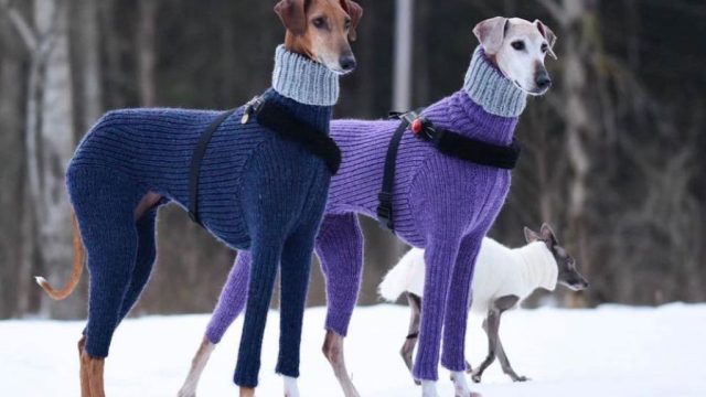 hortaya borzaya dogs