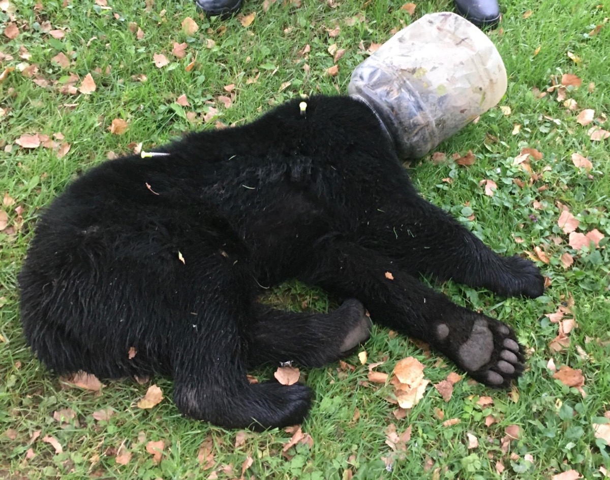 Bear Cub with Jar on its Head {Animal Stories}