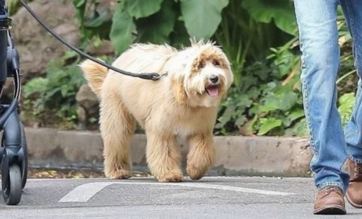 Bradley Cooper's dog Charlie unexpected hits of 2018