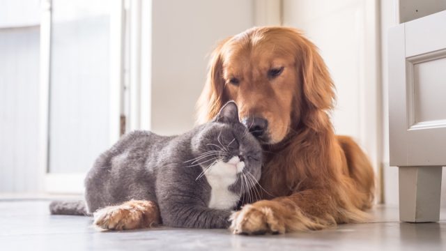 cat and dog snuggling