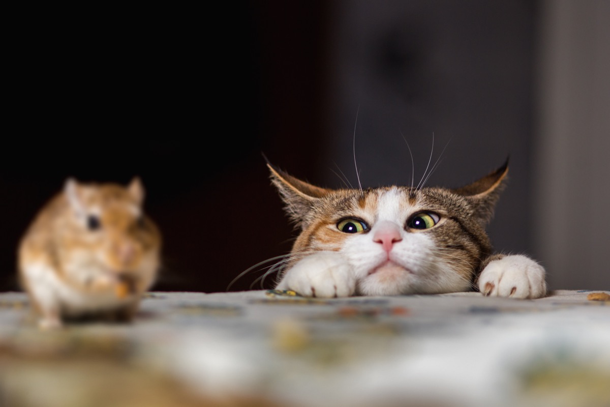 cat jokes