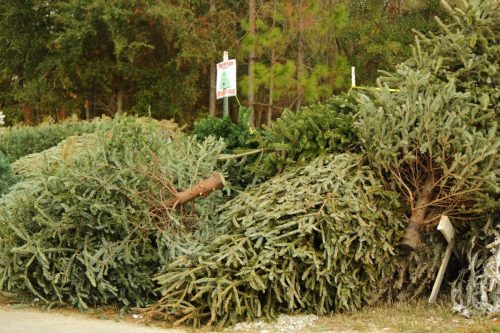 recycling center christmas tree facts