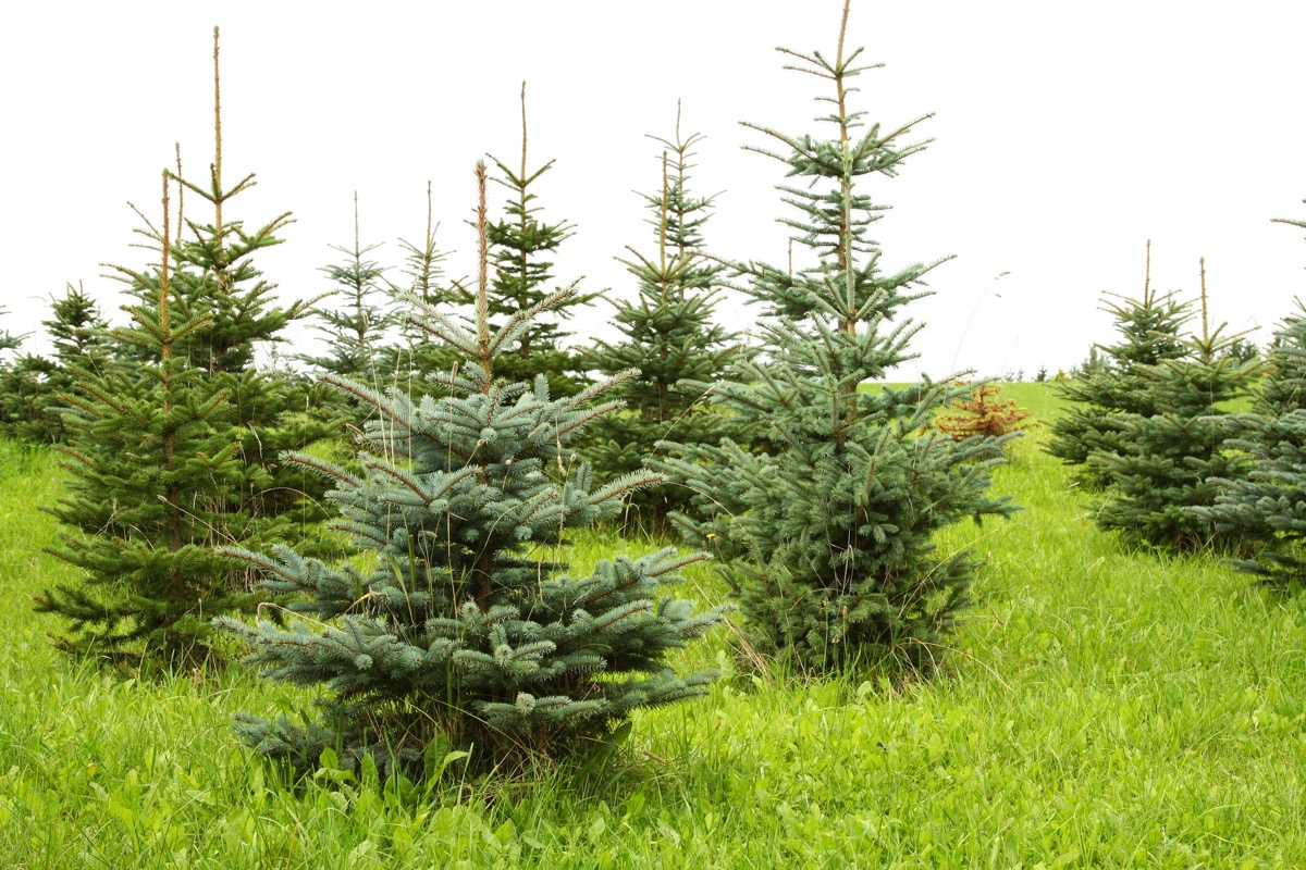 christmas traditions