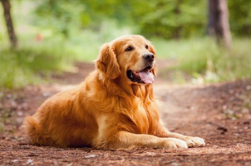 Golden retriever sitting in dirt patch outside