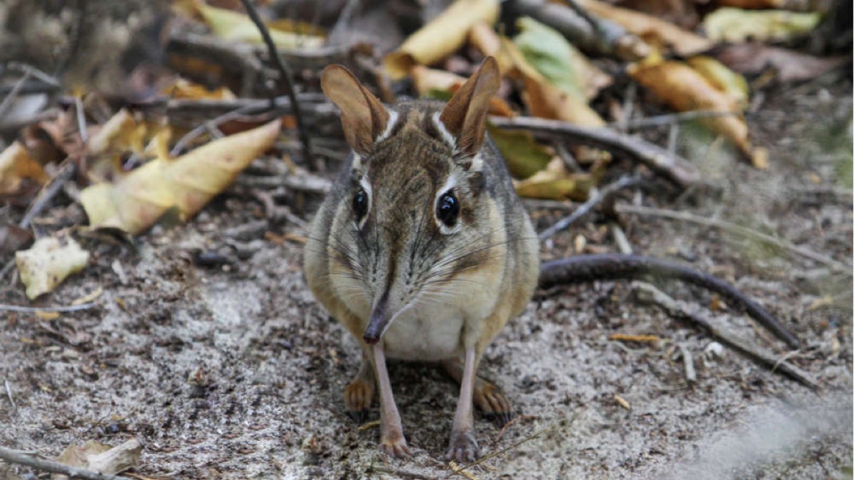 rhynchocyon stuhlmanni cutest animals discovered in 2018