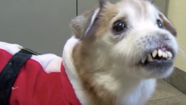sniffles the dog