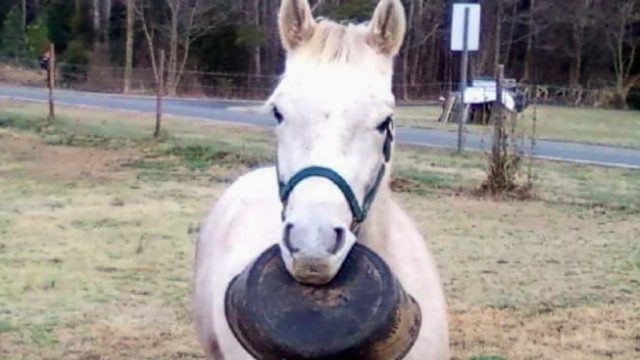 tangoe the horse