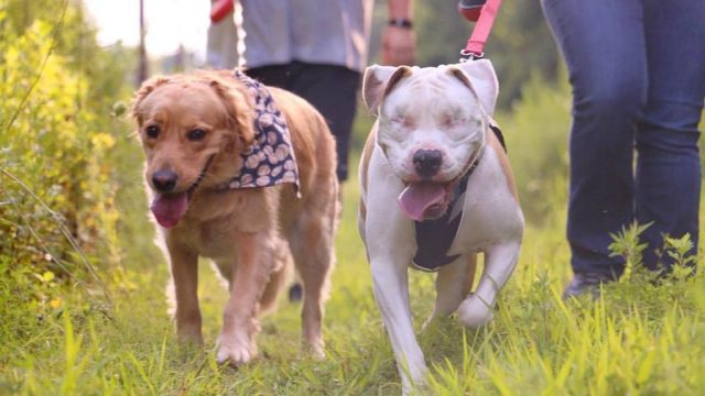 Bear the blind pit bull
