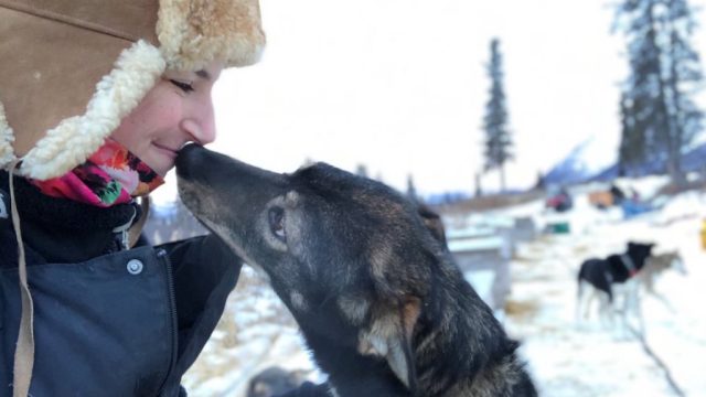 alaskan sled dogs
