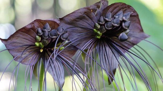 black bat flowers