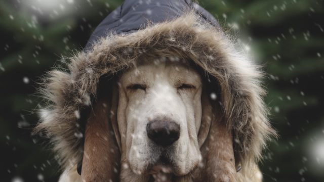 Dog in a jacket
