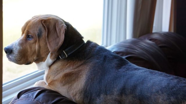 Dog Looking Out the Window, viral story about dog toby