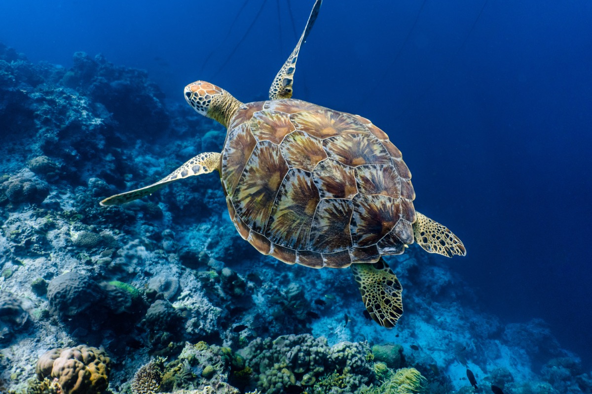 green sea turtle