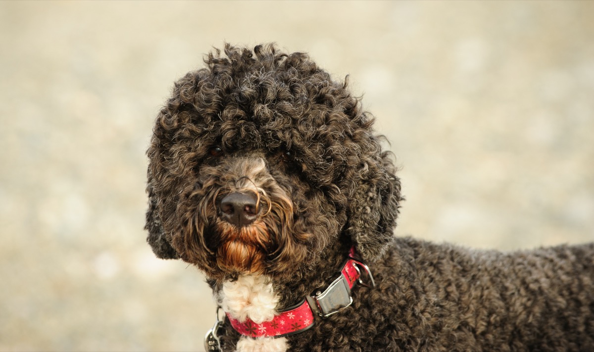 Portuguese Water Dog portrait - Image