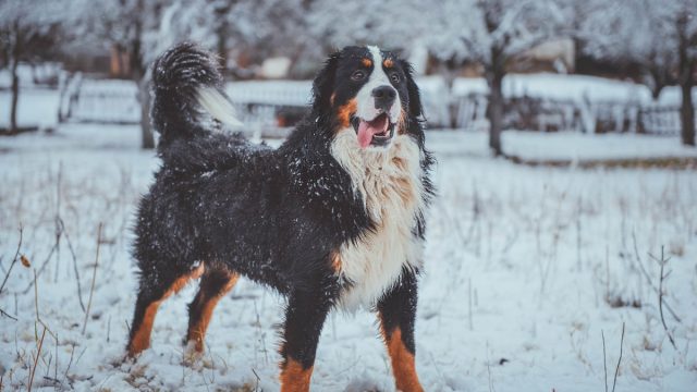 Bernese Mountain Dog fluffiest dog breeds