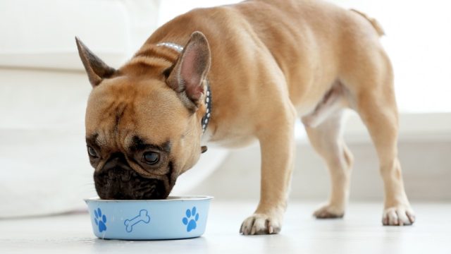Dog Eating Food From a Bowl, things you shouldn't store in your basement