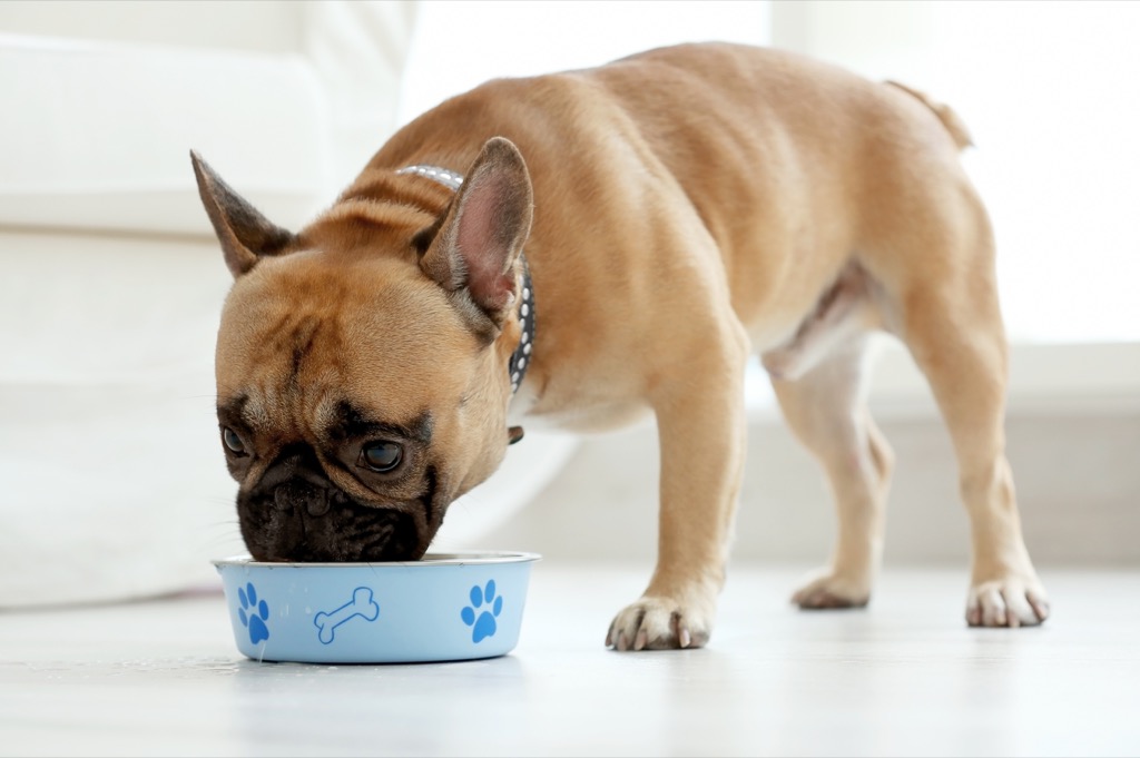 Dog Eating Food From a Bowl