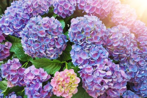 Hydrangeas plants that can kill