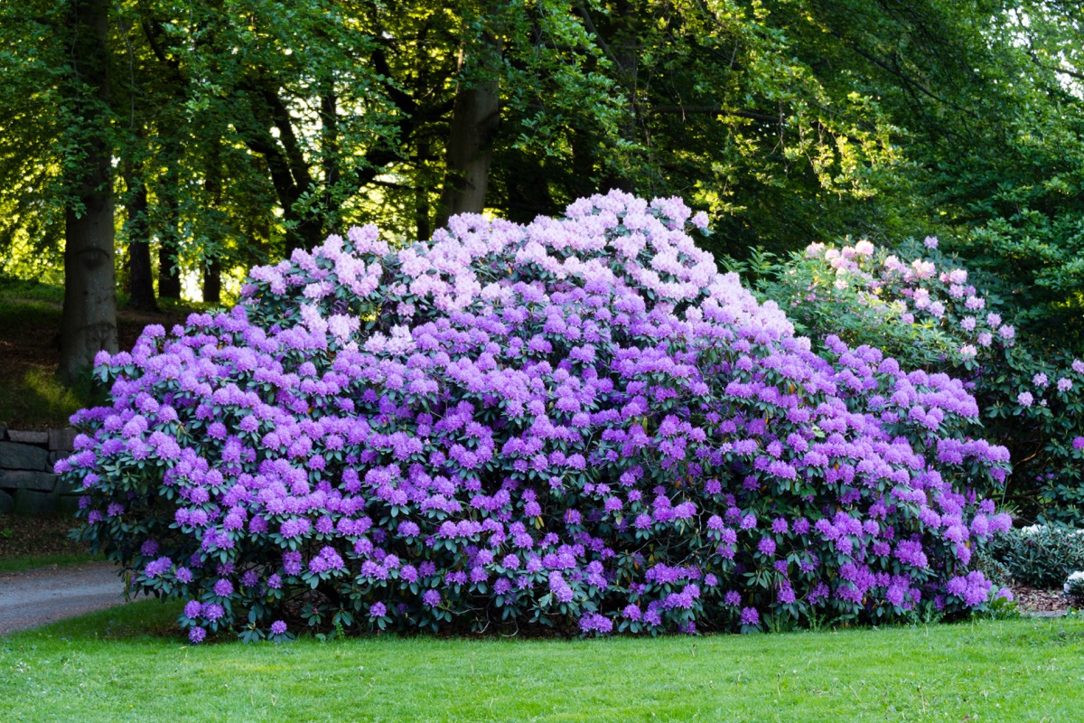 Rhododendron Bush plants that can kill