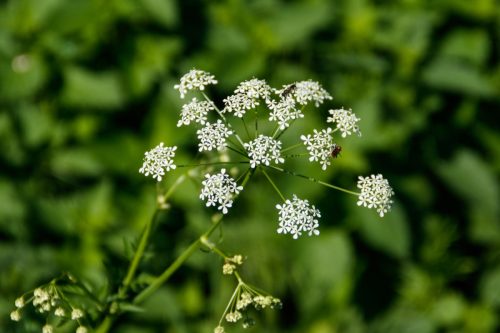 Water Hemlock plant