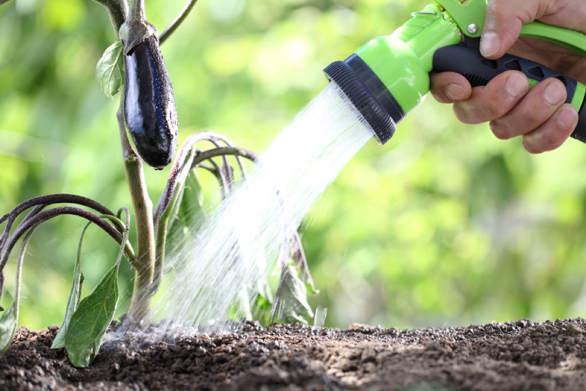 destroying your garden