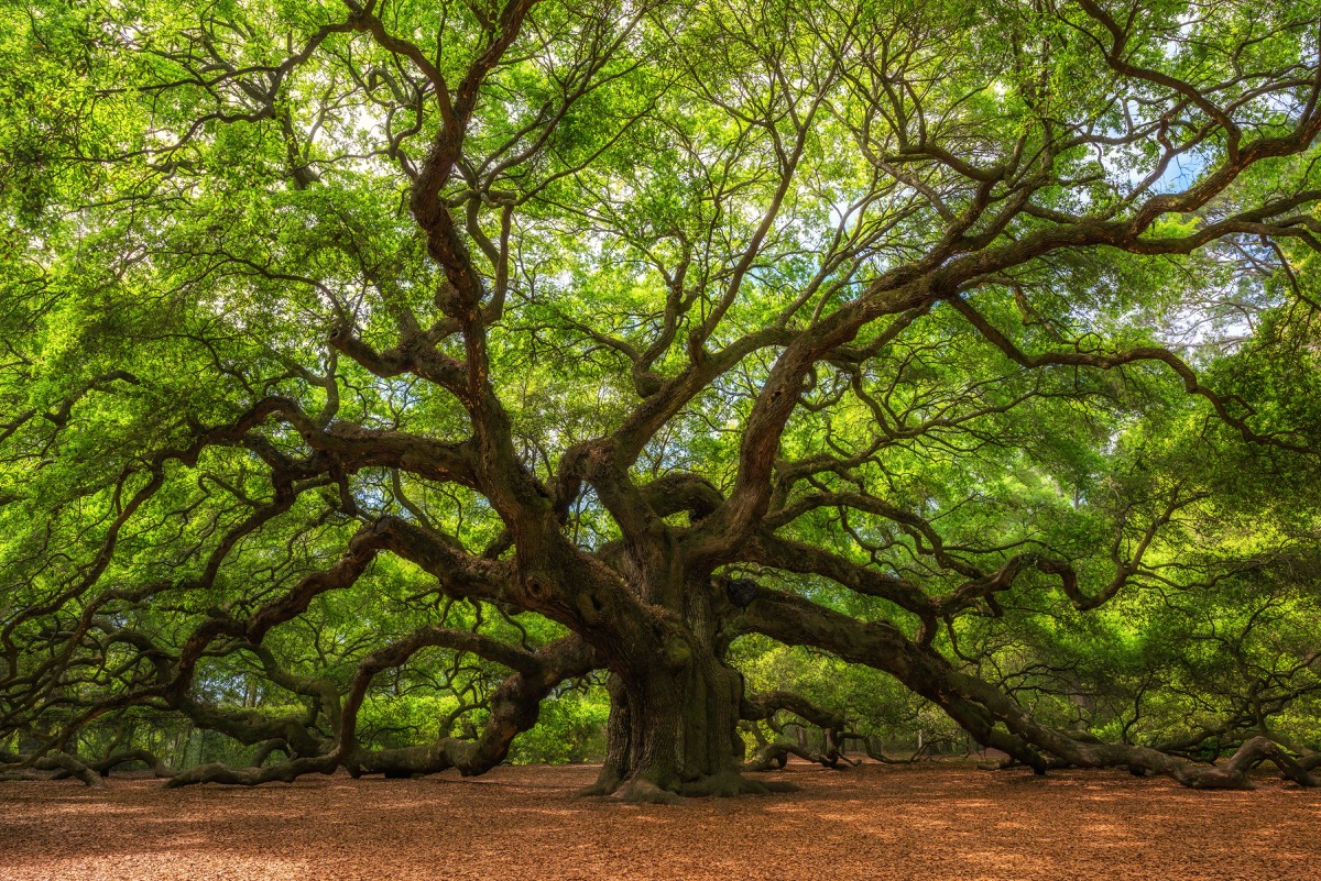 Angle Oak Tree in Johns Island, South Carolina. - Image, most common street names