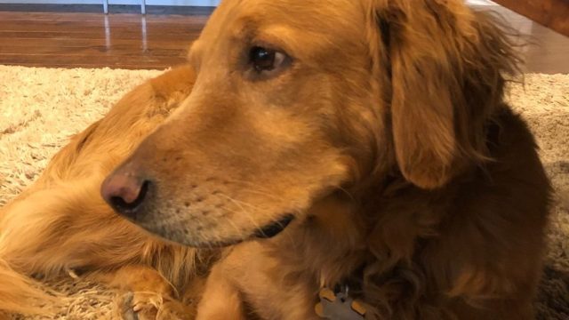 dog named Hank saves family from house fire