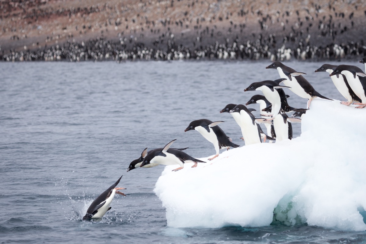 Shutterstock adelie penguins jumping off iceberg in antarctica photos of wild penguins