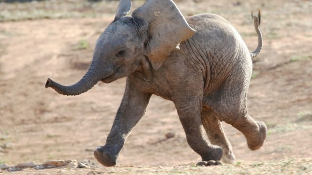 baby african elephant running to waterhole, elephant jokes
