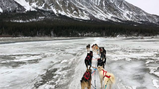 blair braverman crosses Iditarod finish line in Nome, Alaska.