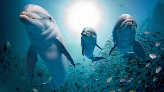 dolphins swimming through school of fish amazing dolphin photos
