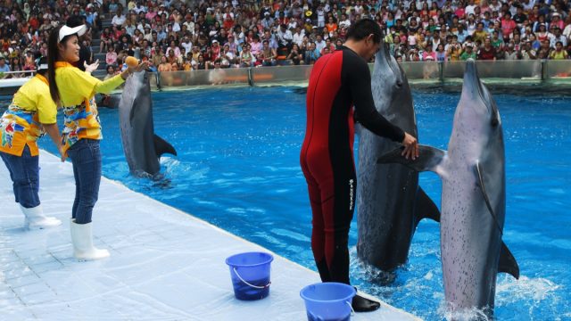 dolphins dancing at a show in bangkok, 2008