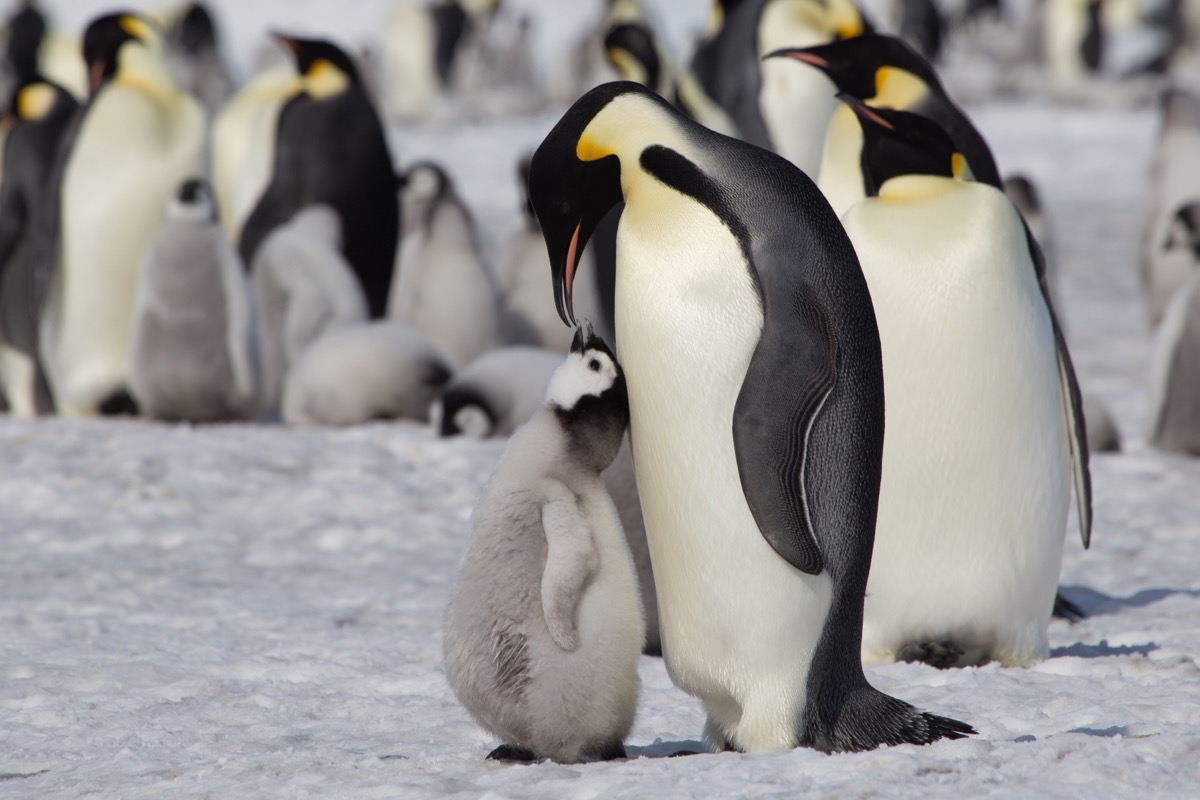 Shutterstock Emperor penguin feeding its chick photos of wild penguins