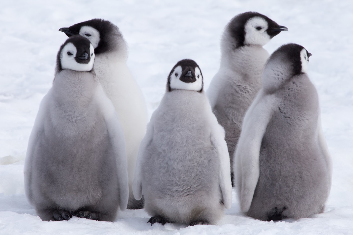 Shutterstock group of emperor penguin chicks photos of wild penguins