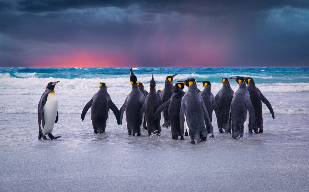 Shutterstock King penguins in falkland islands photos of wild penguins