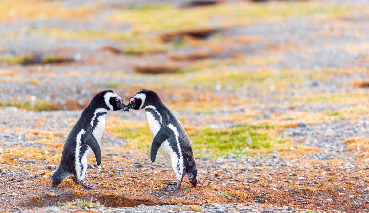 Shutterstock Magellanic penguins in chile photos of wild penguins