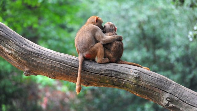 monkeys in love animals in love