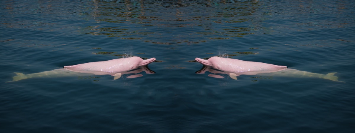pink dolphins in ocean amazing dolphin photos