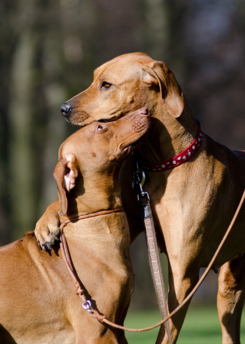 Shutterstock rhodesian ridgebacks in love animals in love