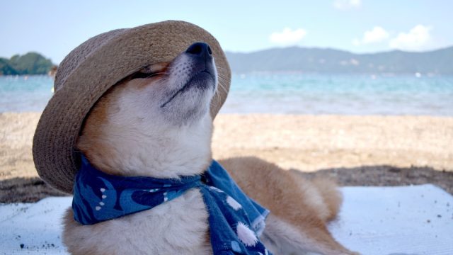 a shiba inu wearing a scarf and a straw hat while relaxing on the beach