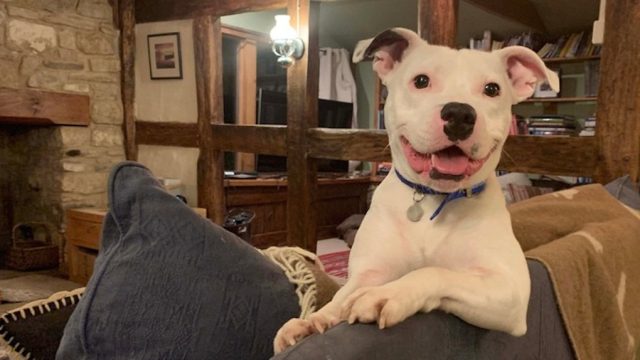 snoop the dog finds his furever home
