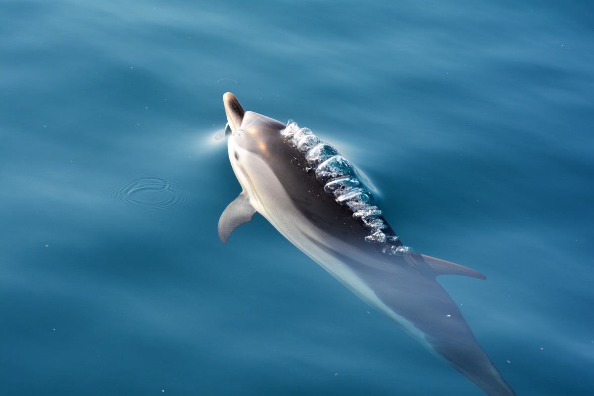 Dolphin Swimming in Northern Ionian Sea Dolphin Photos
