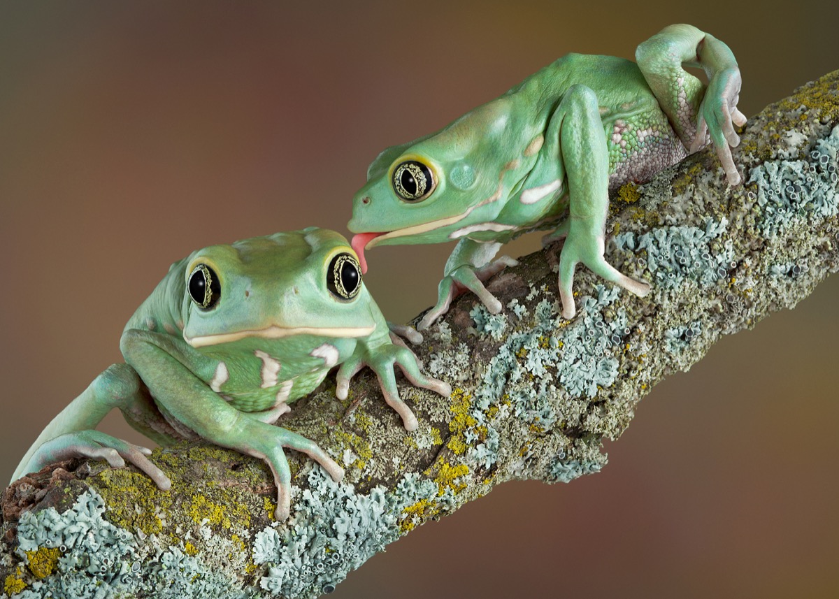 Toads on tree